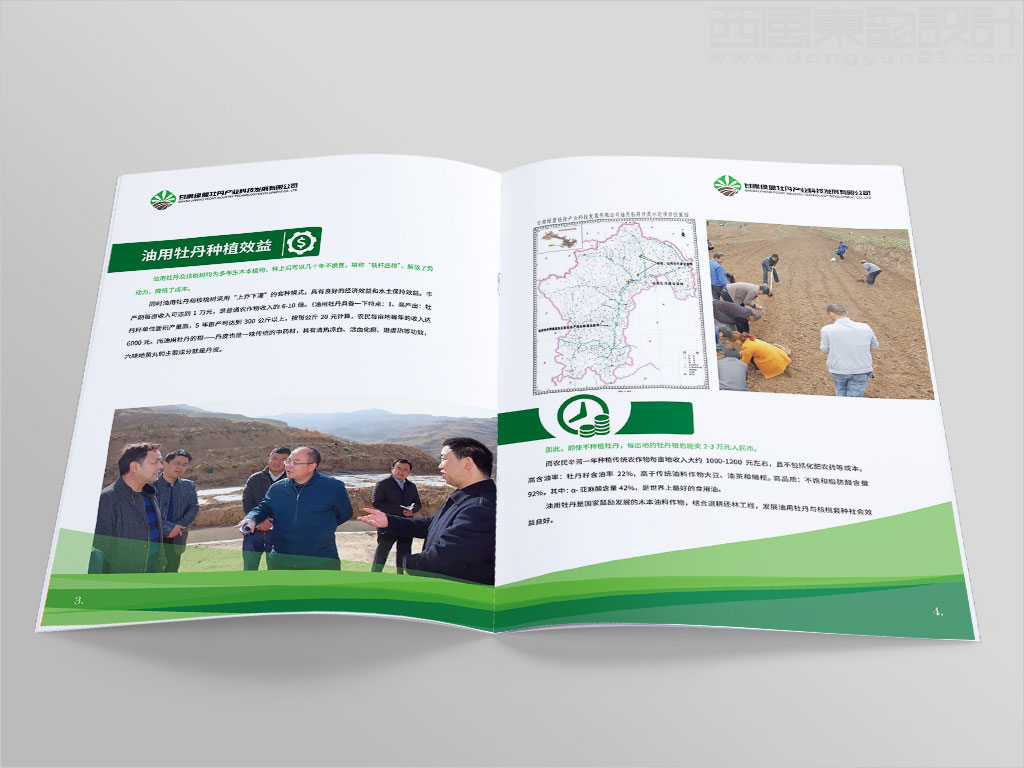 甘肅綠盟牡丹產(chǎn)業(yè)科技發(fā)展有限公司畫冊設(shè)計之油用牡丹種植效益頁設(shè)計圖片