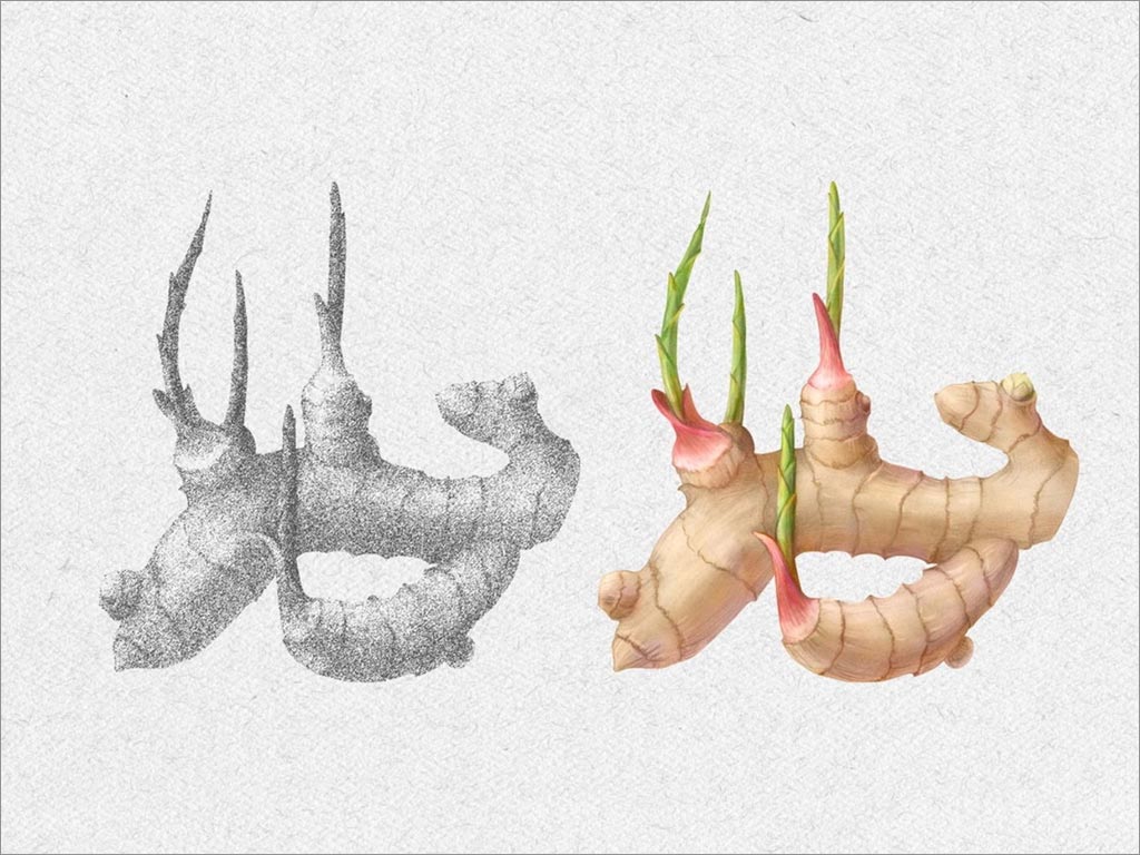 印度尼西亞IMMUNO傳統(tǒng)姜汁草藥飲料包裝設計之核心插圖繪制