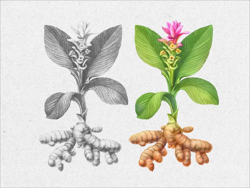 印度尼西亞IMMUNO傳統(tǒng)姜黃草藥飲料包裝設計之姜黃插圖設計