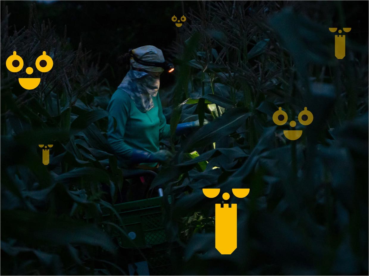 日本甜玉米農(nóng)產(chǎn)品包裝設(shè)計之實物照片