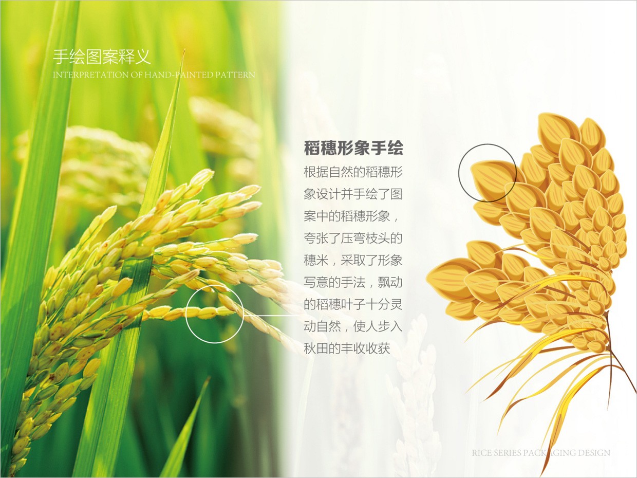 綠牧嶺大米農(nóng)產(chǎn)品包裝設(shè)計之水稻手繪插圖